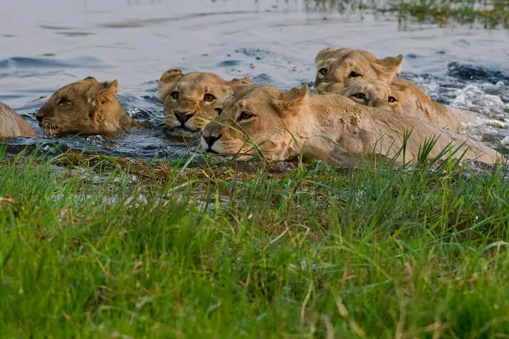 Lion Experience
