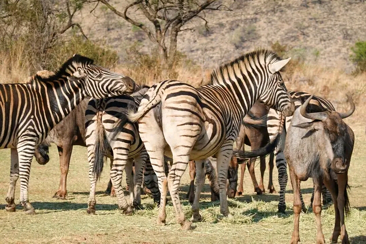 Tanzania