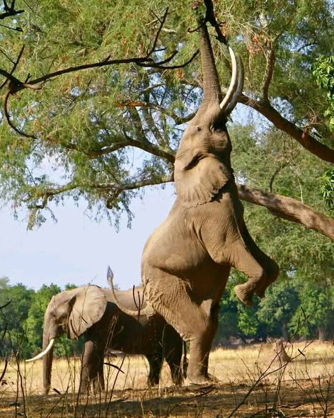 Classic Botswana Zimbabwe photo 1
