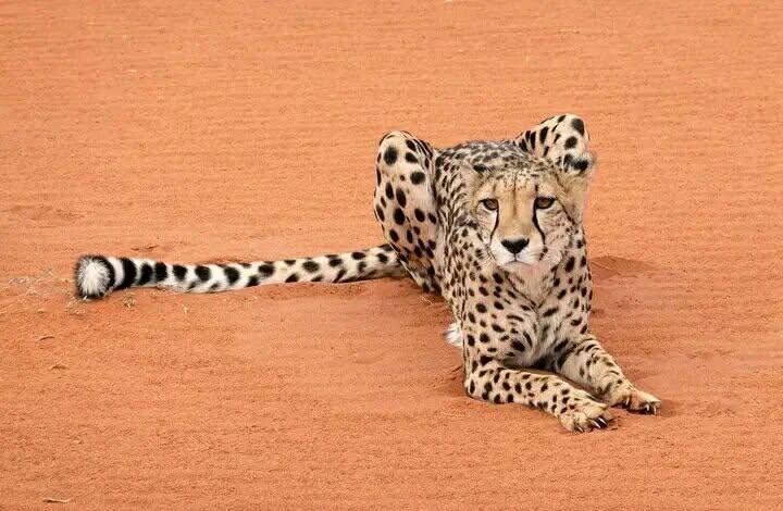 Namibia Safari Holidays photo 4