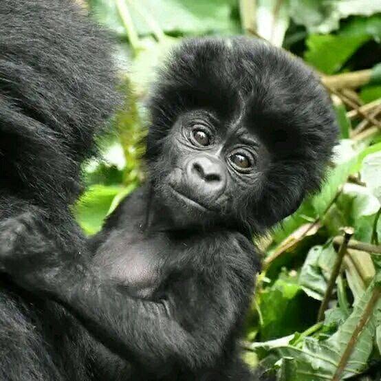 Rwanda Safari Holidays photo 1