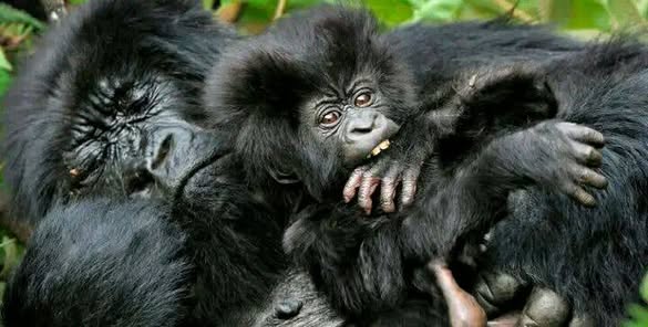Rwanda Safari Holidays photo 4