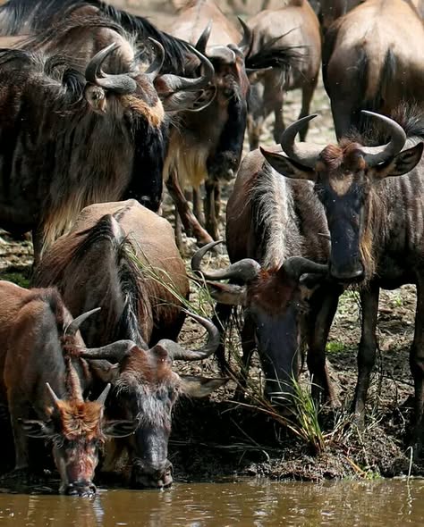 Tanzania Safari Holidays photo 2