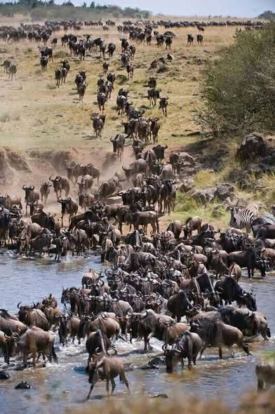 Tanzania Safari Holidays photo 3