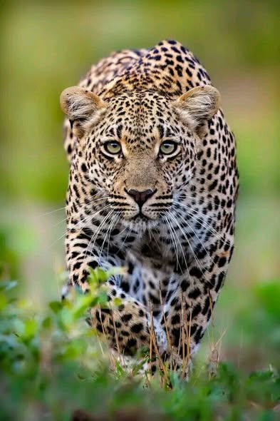 Tanzania Safari Holidays photo 4