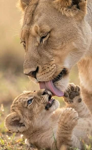 Tanzania Safari Holidays photo 5