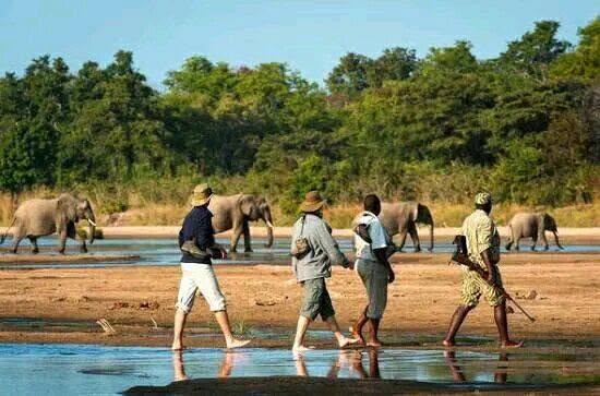 Zambia Safari Holidays photo 2