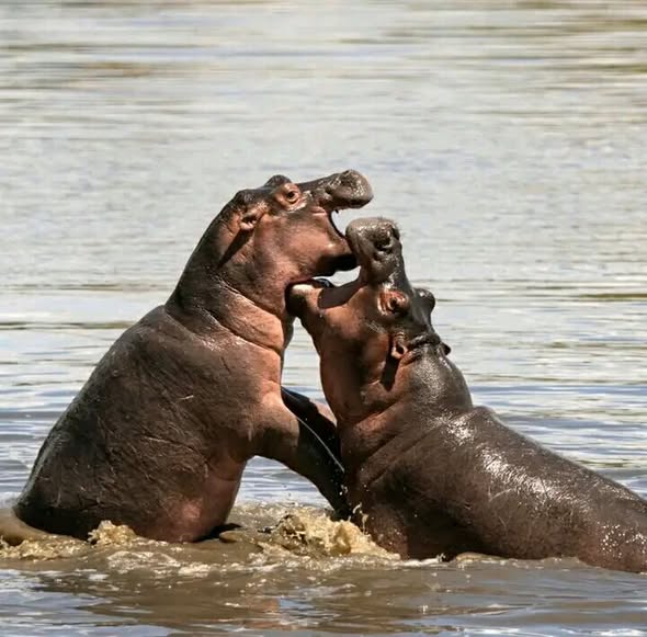 Zimbabwe Safari Holidays